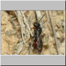 Nomada fuscicornis Wespenbiene - w01c 6-7mm - Teverener Heide det.jpg